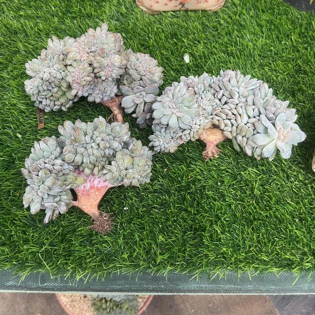S***练小鼠姐专拍，多肉植物