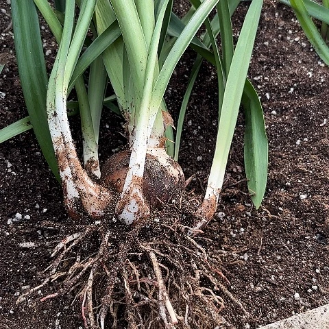 ?****酒贵妇6加带侧包对版