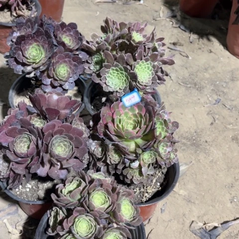 549多肉植物组合，