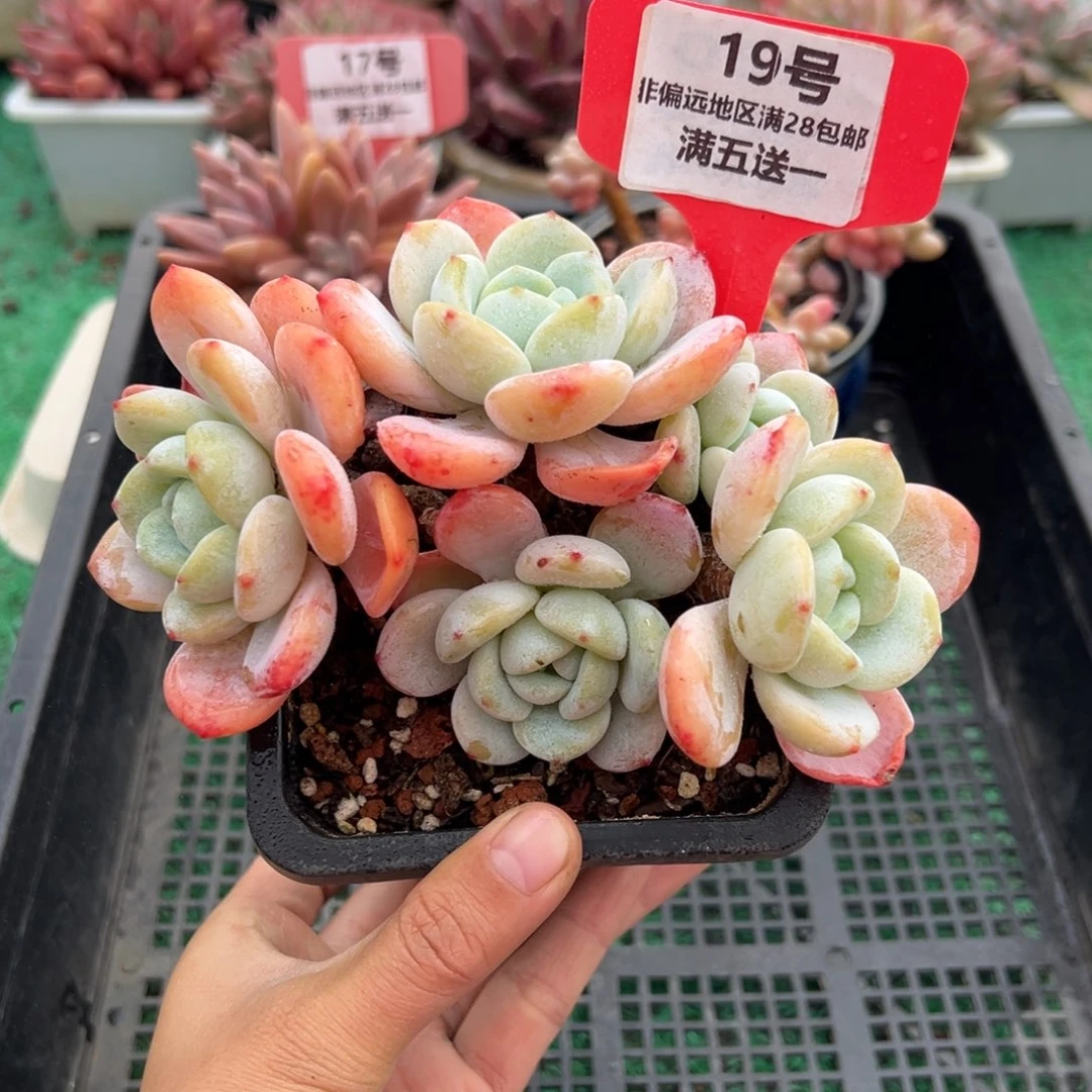 表妹精品多肉植物19.