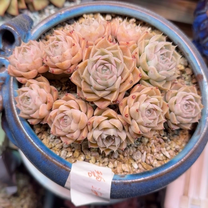 飞*奶油玫瑰多肉植物fhhffghhh