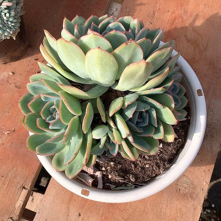 无花朵陈露多肉2555555