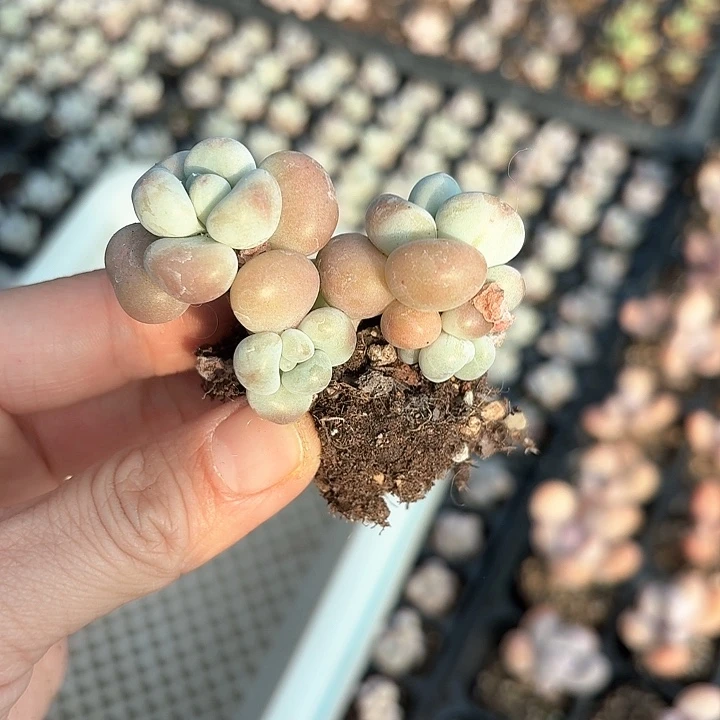 多**亿fjdksjdjsksksksksj107