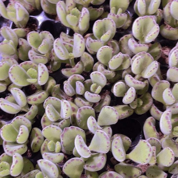 精品熊童子多肉植物