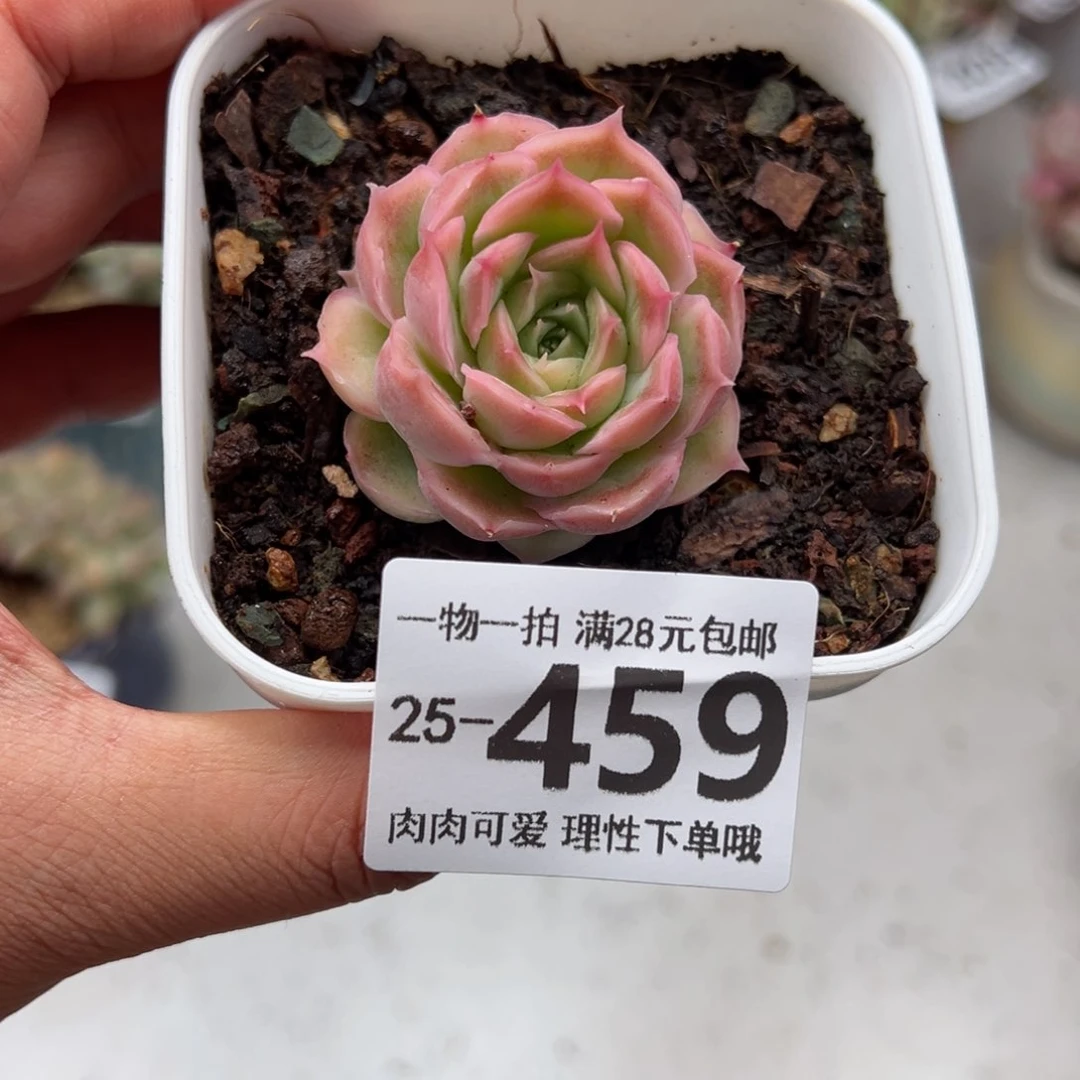 水晶虾饺多肉多肉多肉多肉多肉