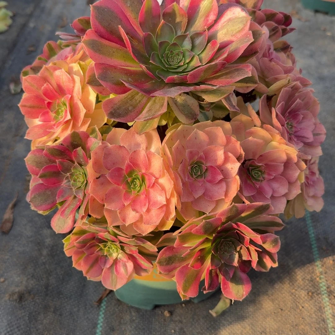 397大雨河多肉植物福利