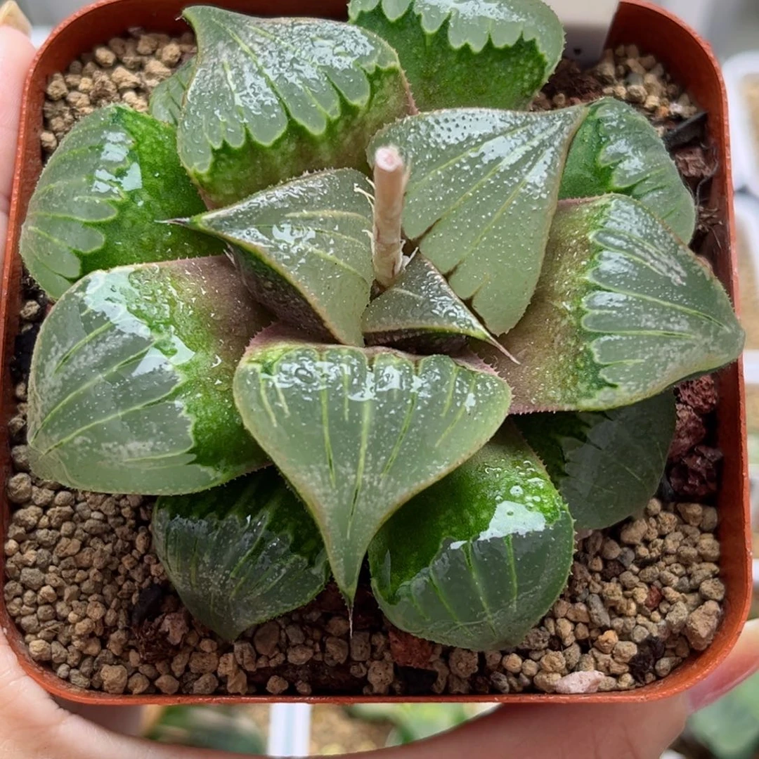 330媚凤哈哈哈哈哈哈哈