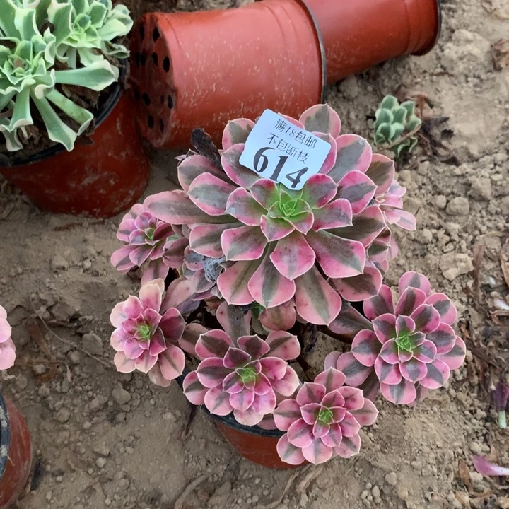 614美杜莎手捧4号