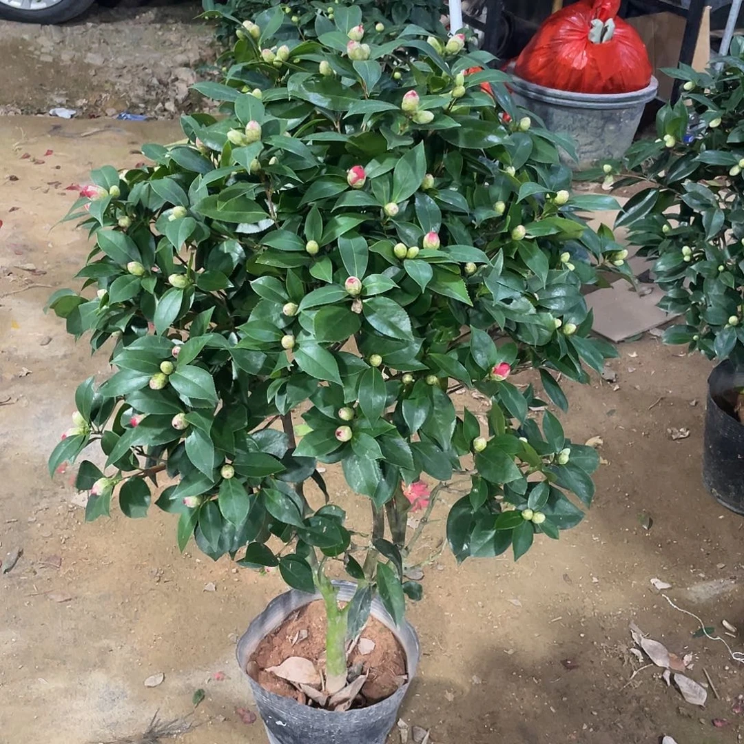 静***@完全开放红赤丹000004