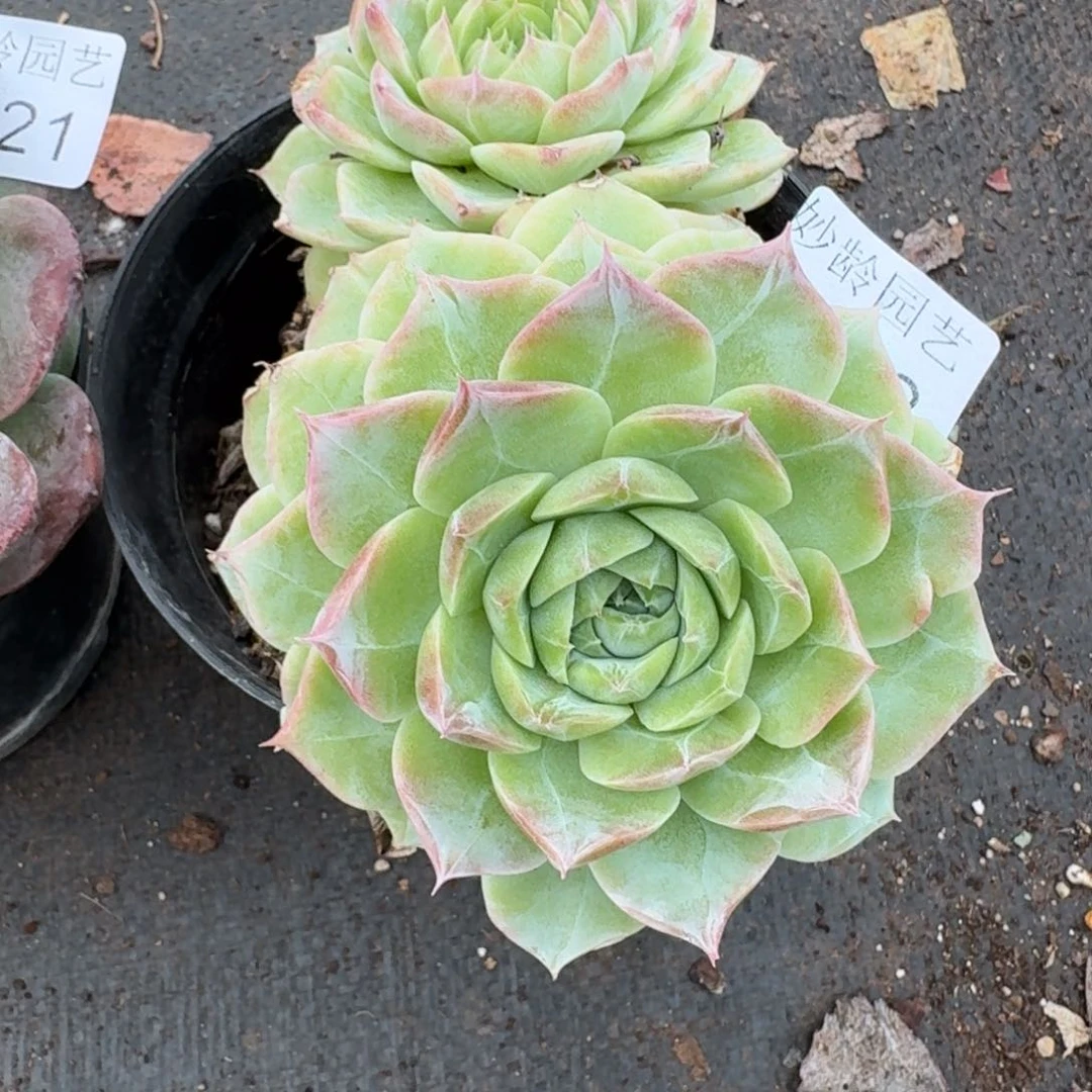 陌***开9122杂交多肉植物基地