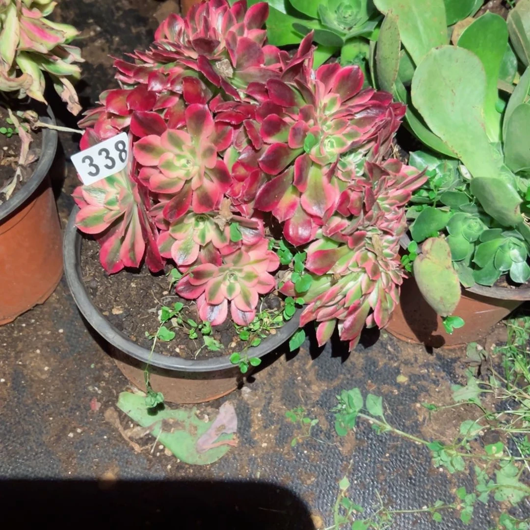 338 号多肉植物新年