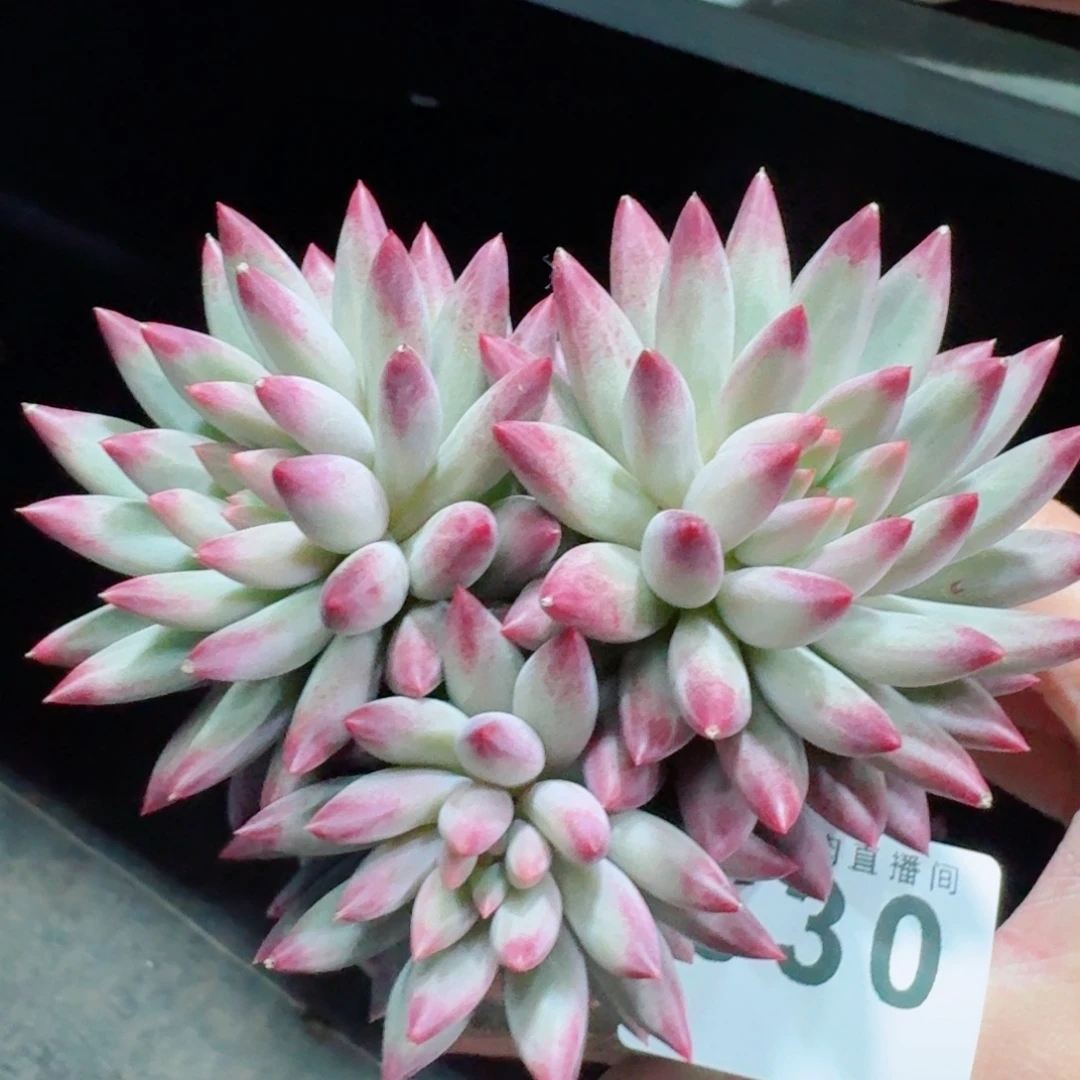 虞美人群生      愿你一路坦途，乘风破浪展宏图