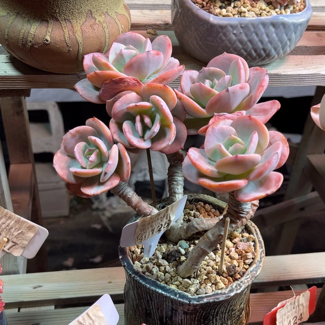 丸叶凤duolvyaolvjujulvma