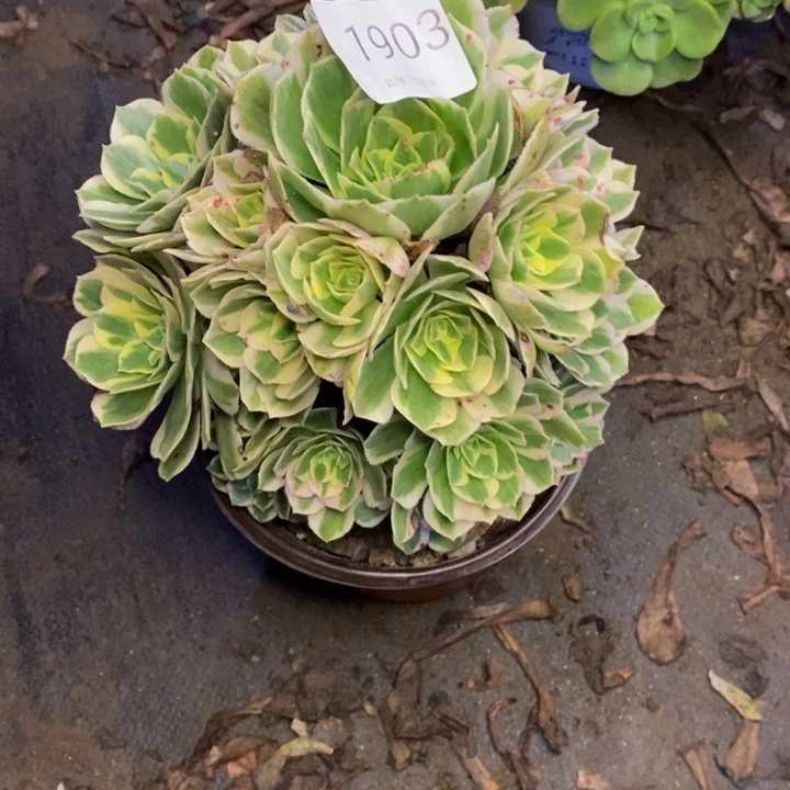 迈巴赫多肉断头不包1903