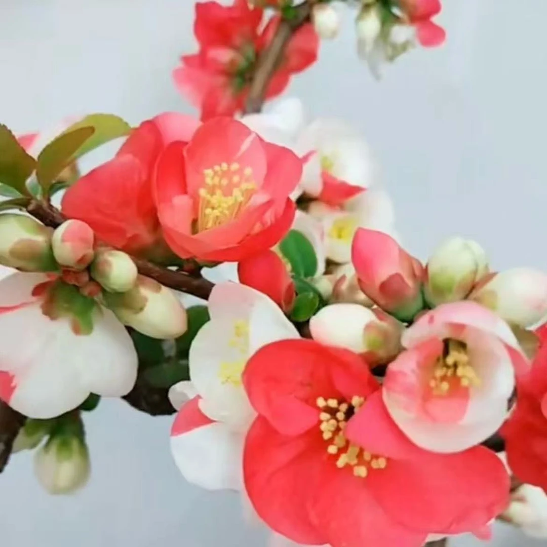 （合家欢）多色海棠花盆景花卉绿植盆景绿植