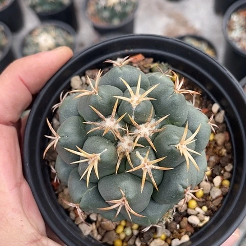 实生獠牙带盆土福利