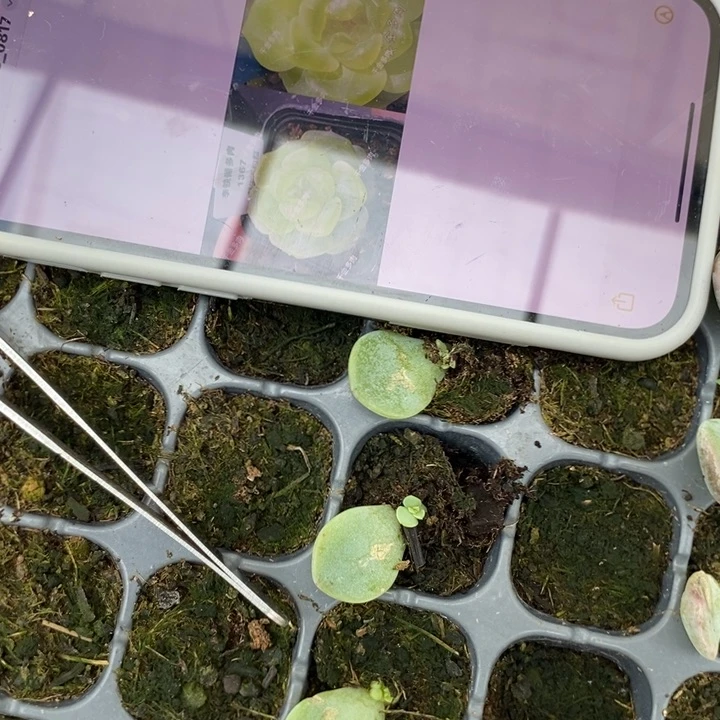 甜心5000芽苗一个多肉
