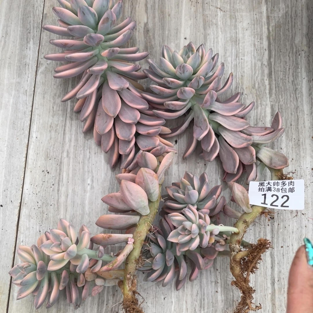 黑大帅多肉122淡雪锦