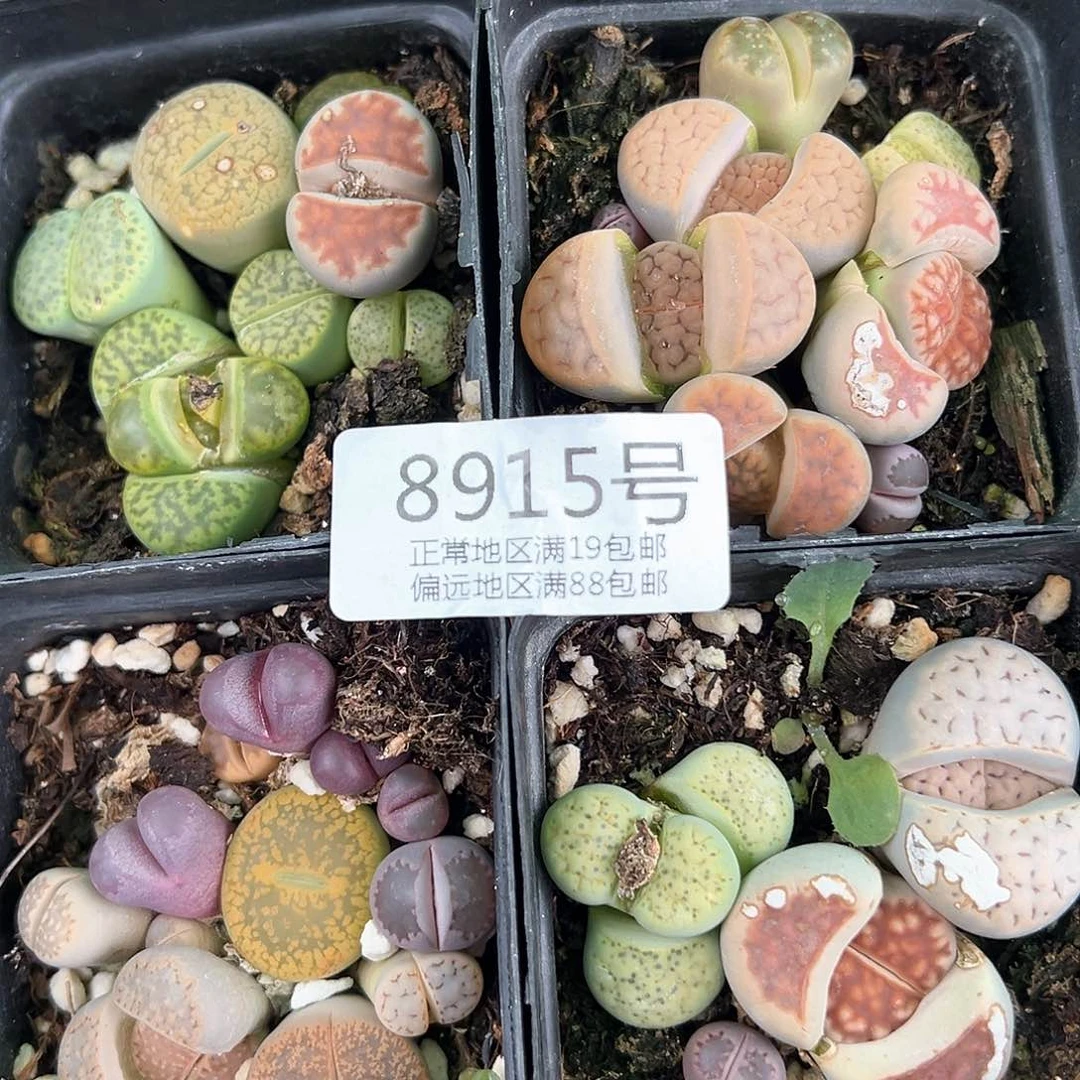 好养易活生石花大母本8915到手4盆