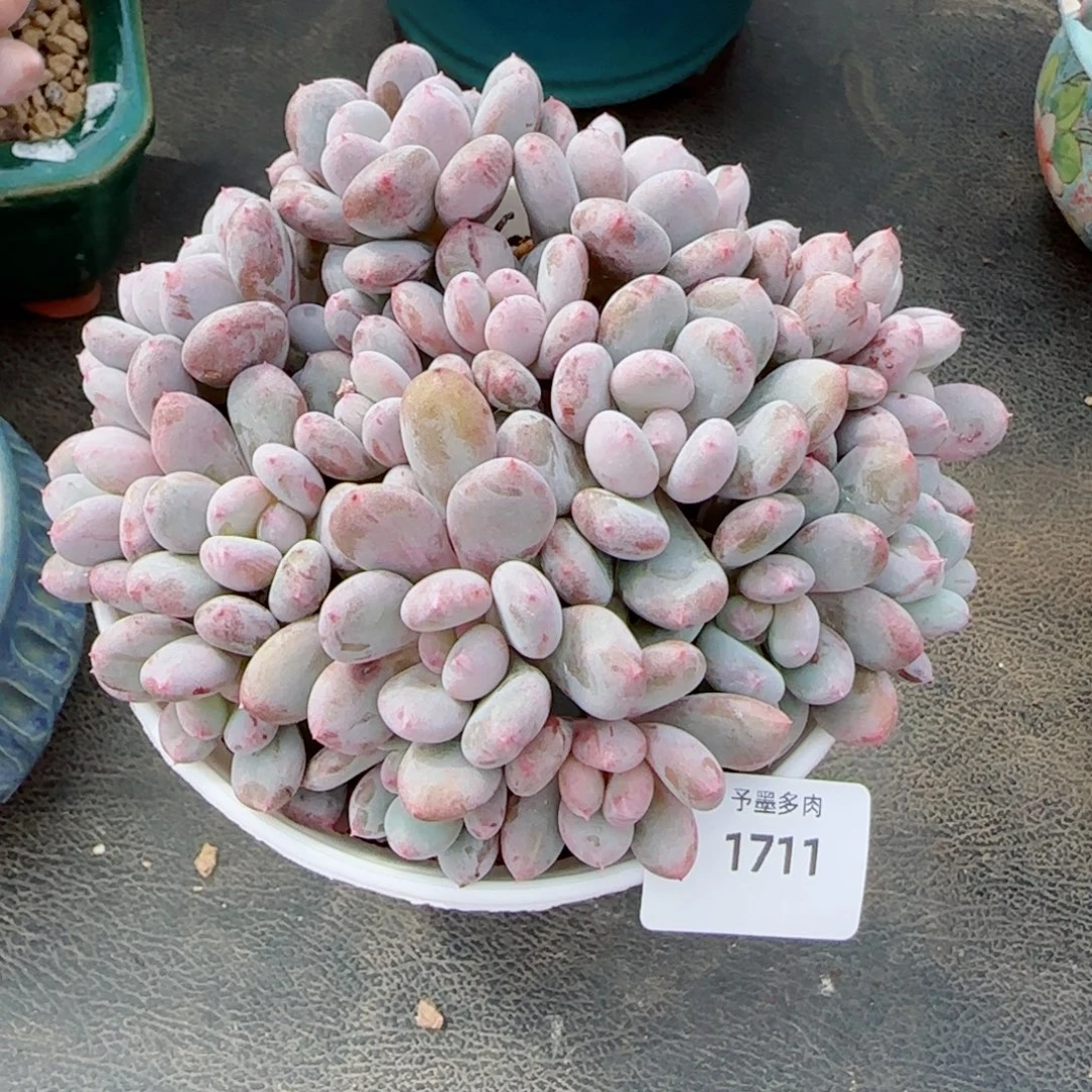 香香雪，1711多肉植物