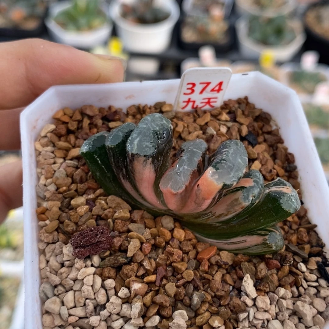 374号浮藻玉扇锦多肉