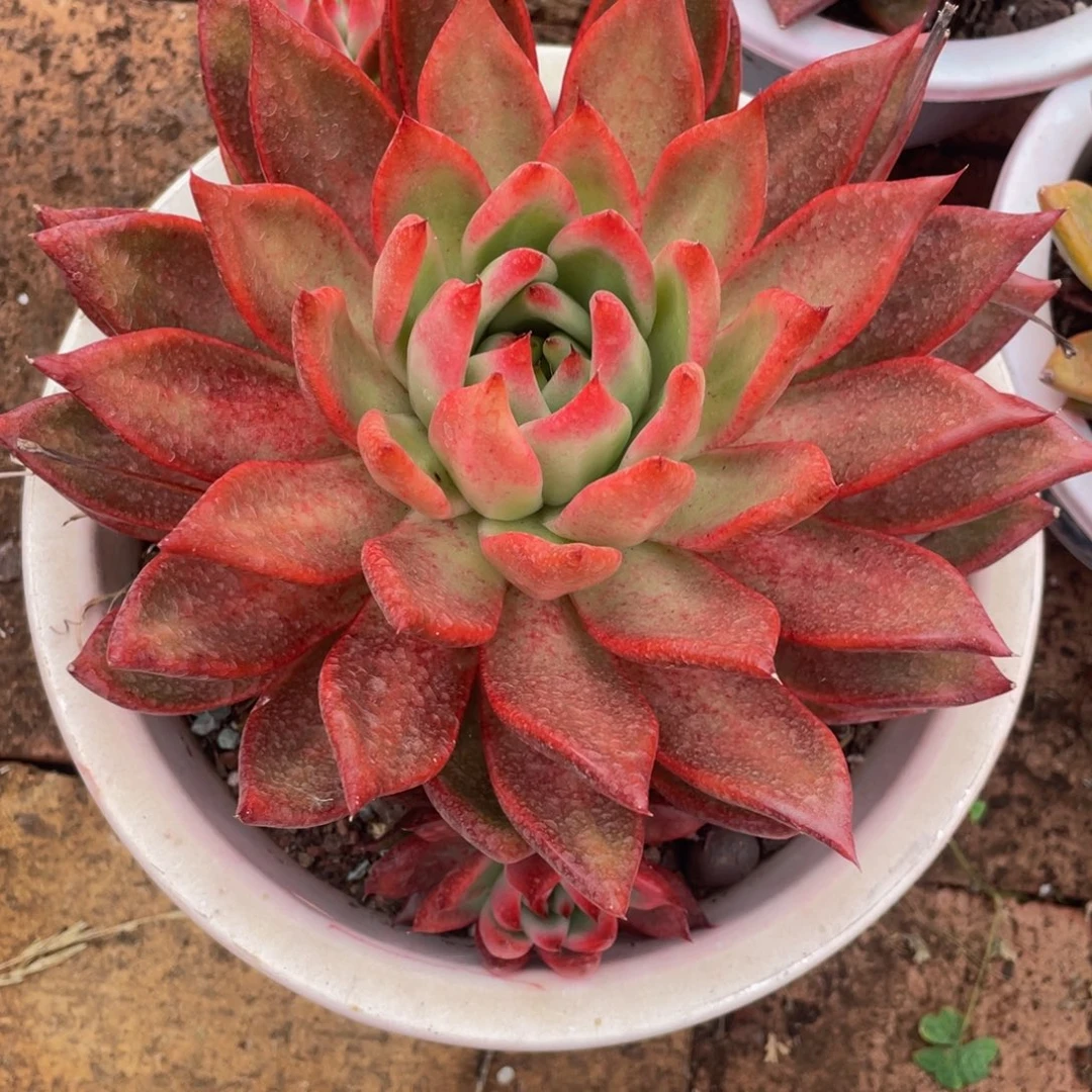 多肉植物盆栽多肉