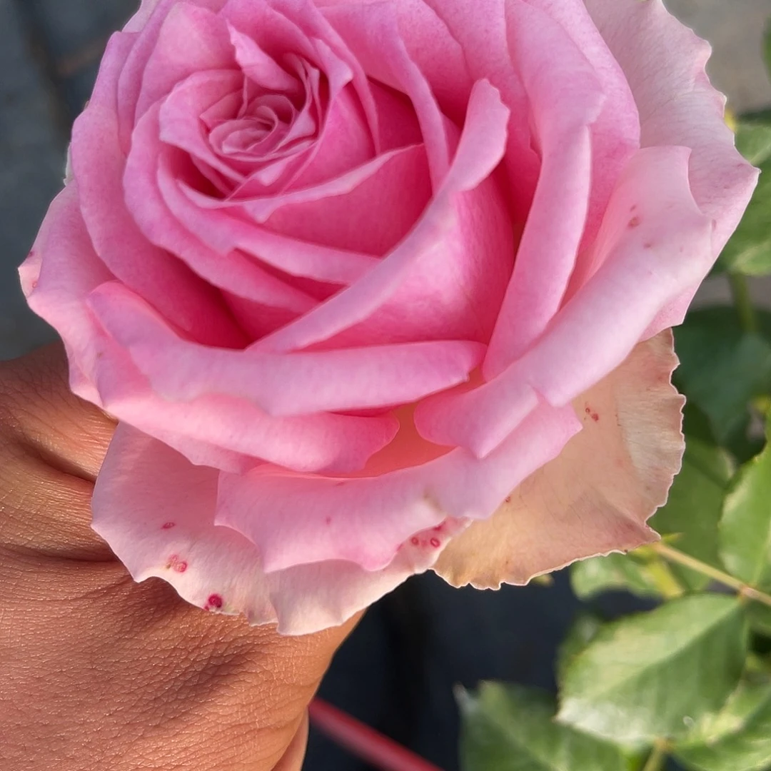 无花朵————粉红气泡 福利款