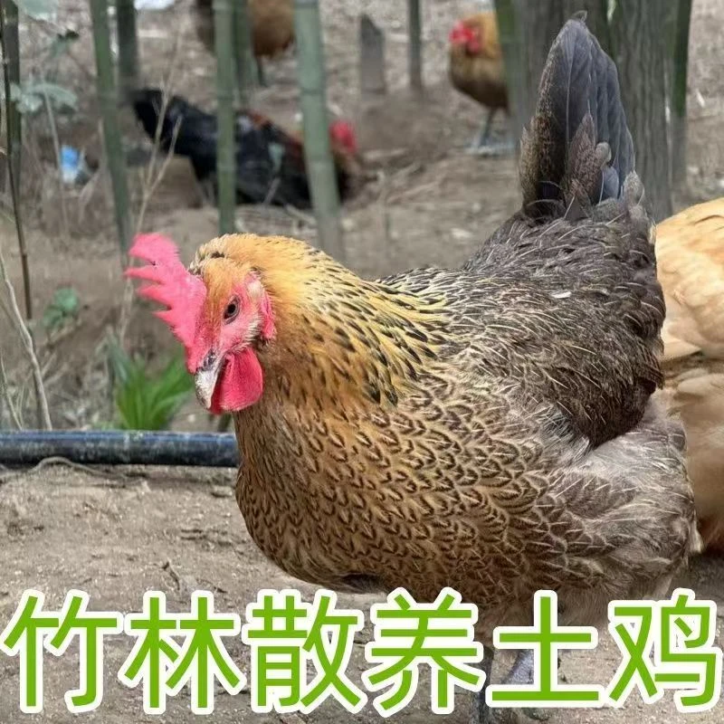 【吕书记专属】大别山农家散养土鸡山林放养500天正宗黄油老母鸡