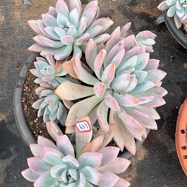 637奥普 一物一拍多肉