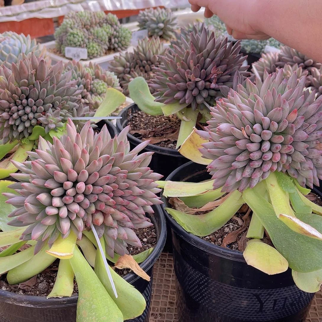 阿*多肉虞美人缀定金