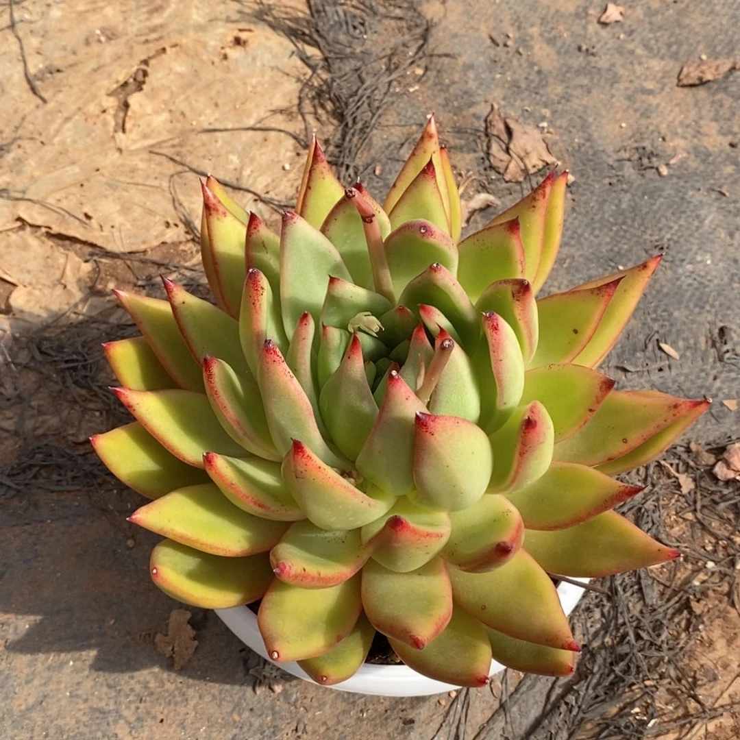 秋*福利特价凤凰系