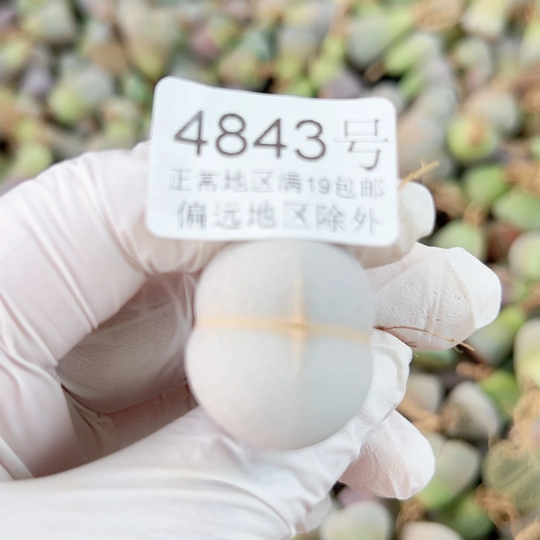 细***娘4843高尔夫2.5cm下播福利