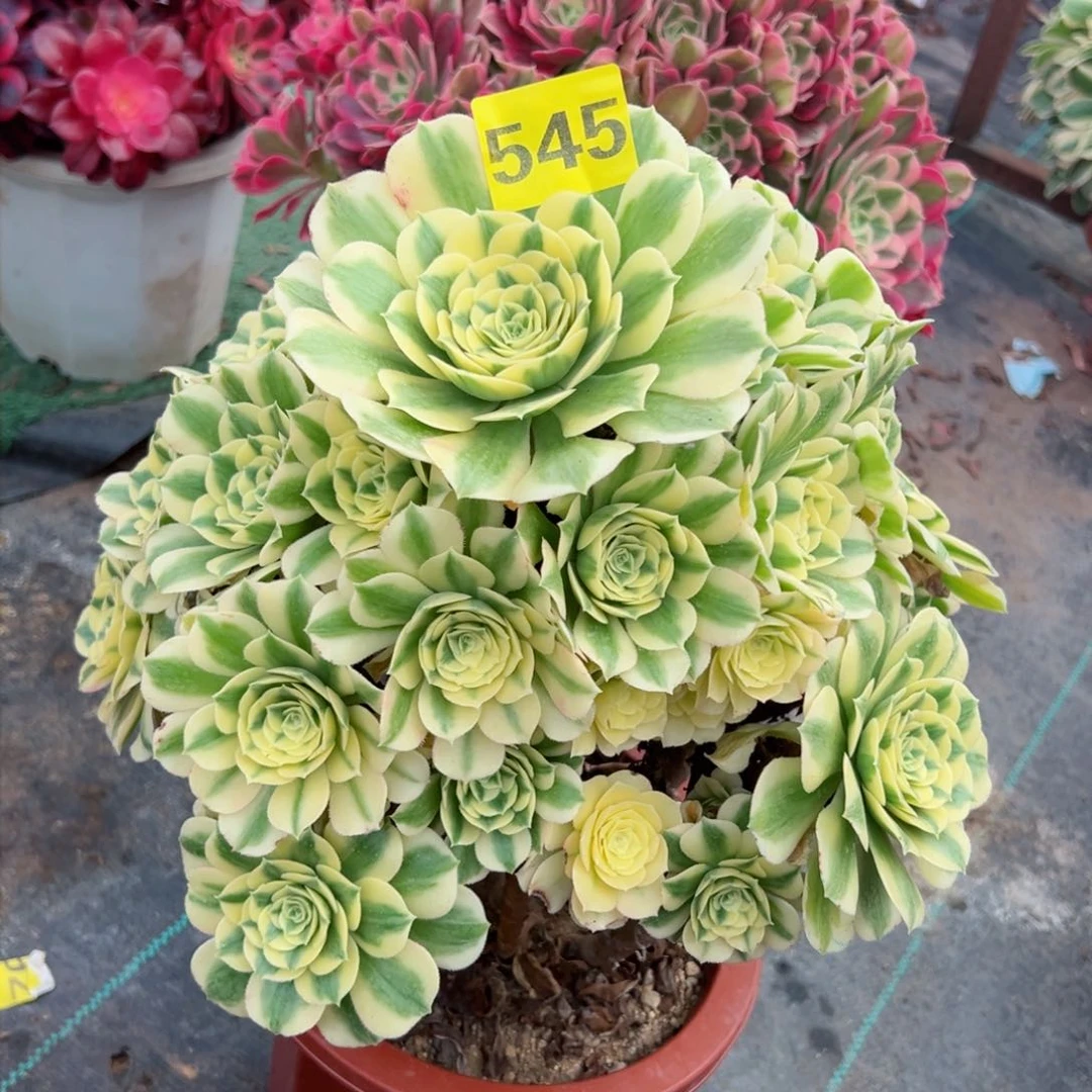 545迈巴赫法师多肉植物