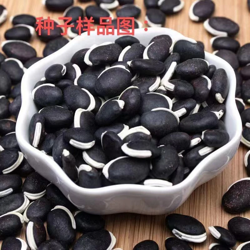 紫眉豆种子早熟豆角红肉紫扁豆种孑梅豆种籽爬藤蔬菜