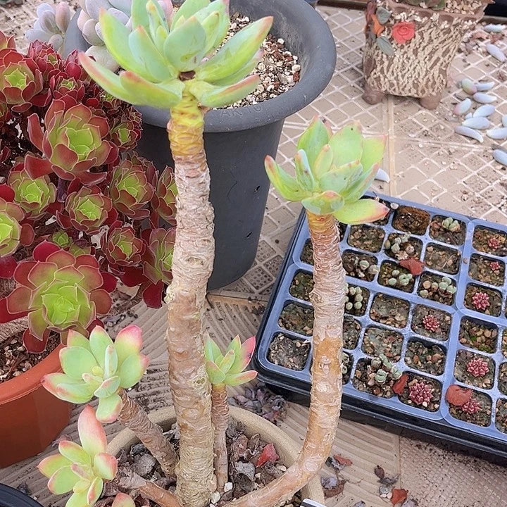 芒果美人23156多肉植物