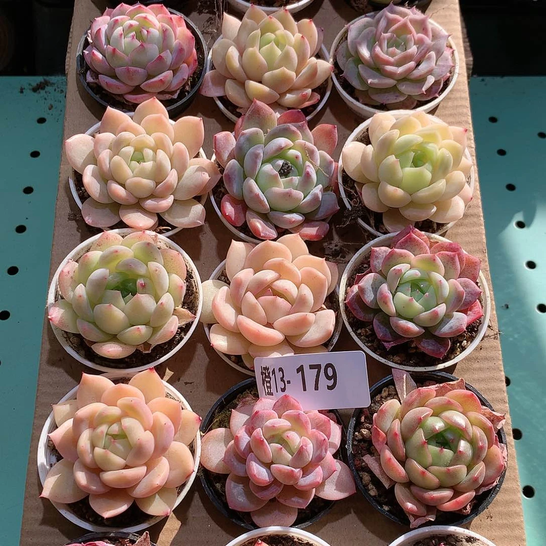 13-179一物一拍带盆18颗。