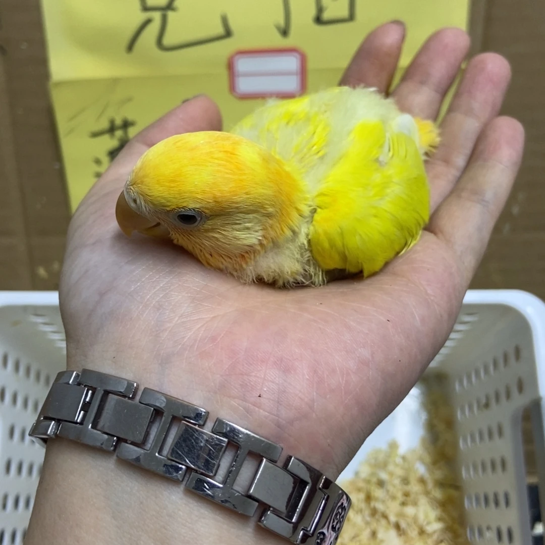 桃脸牡丹鹦鹉半毛手养牡丹鹦鹉