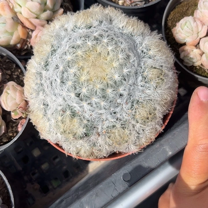 白星群生多肉植物