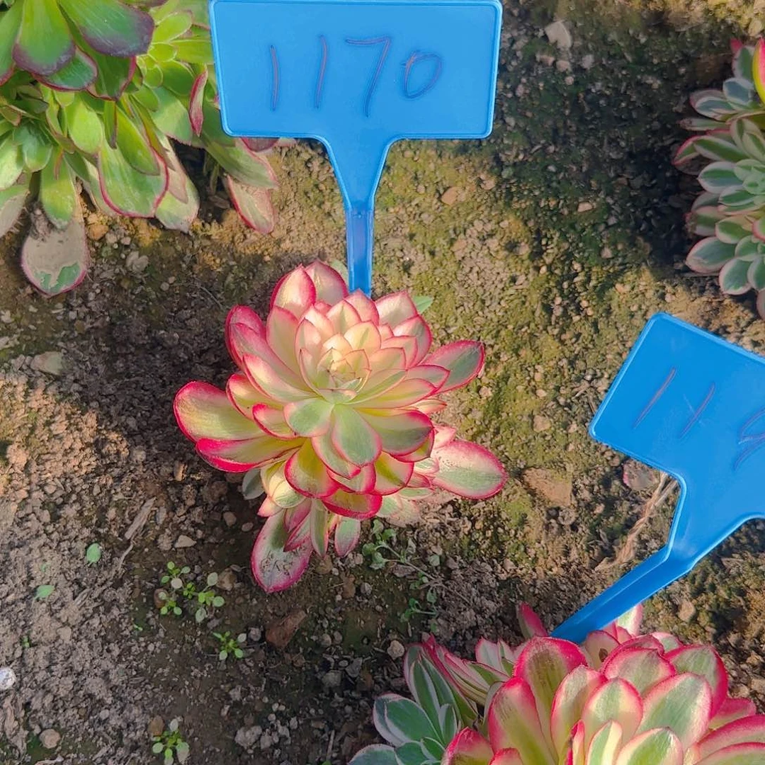 在*1170倾城多肉哦哦哦