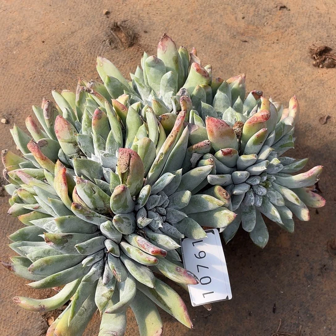 林*仪瑕疵特价不售后10761