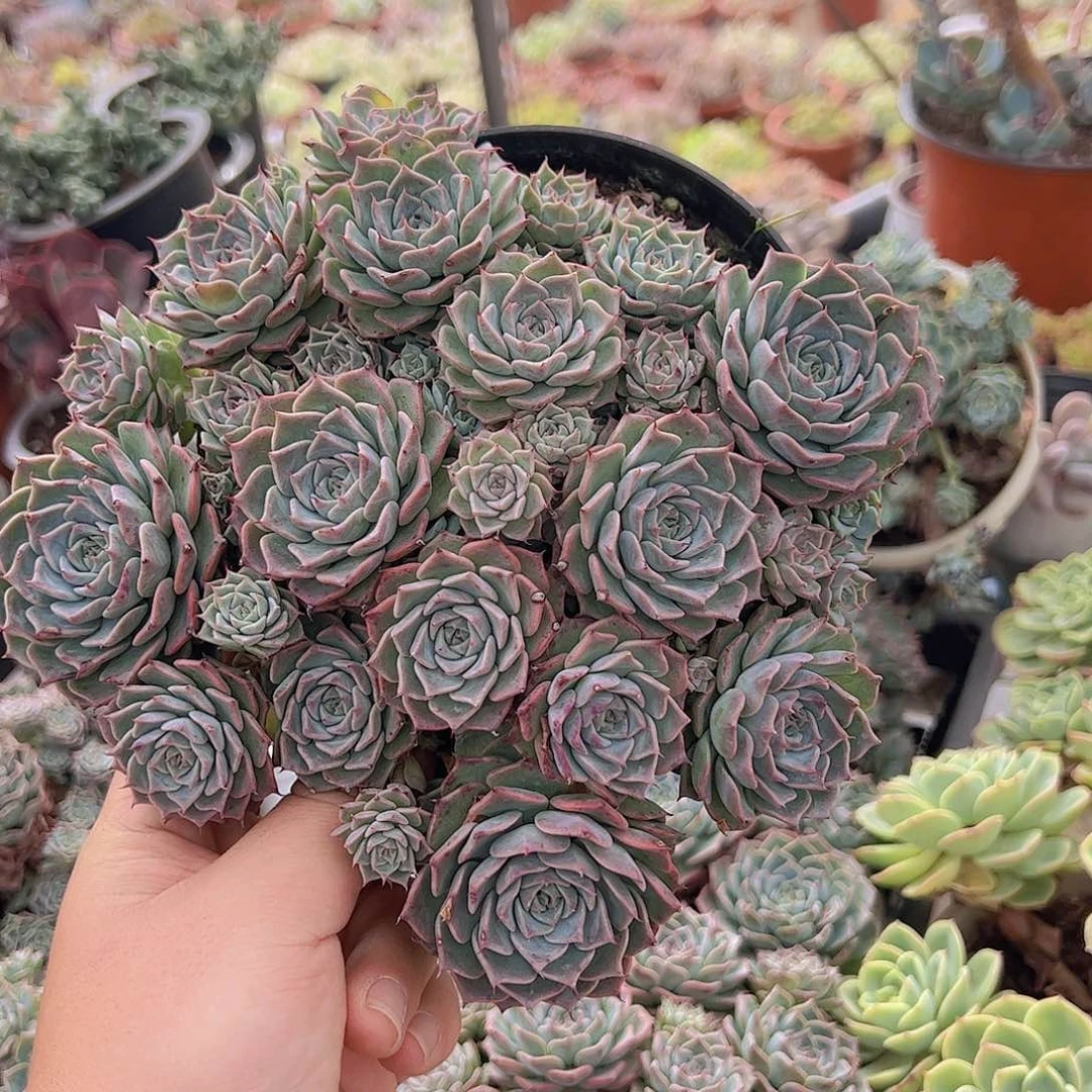 原始海冰格瑞带盆土