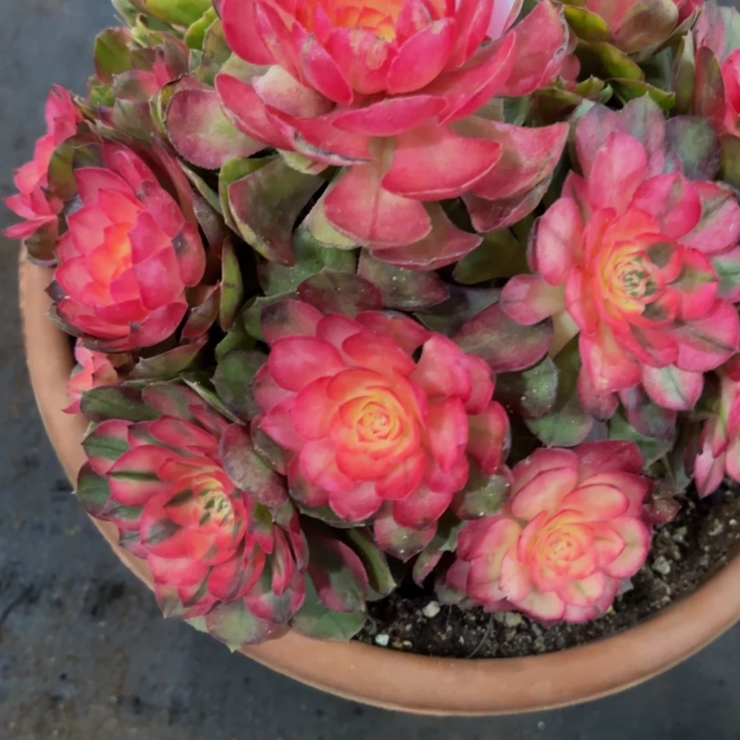 哈哈多肉葡萄福利208