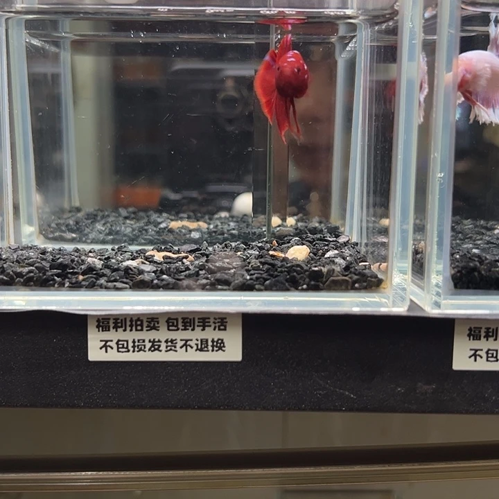 斗鱼竞拍跑单拉黑8日43