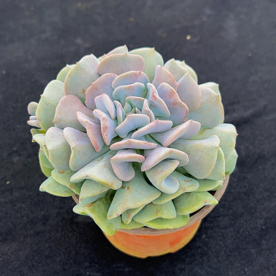 雪精灵新手易养的多肉绿植可用于办公室室内外盆栽