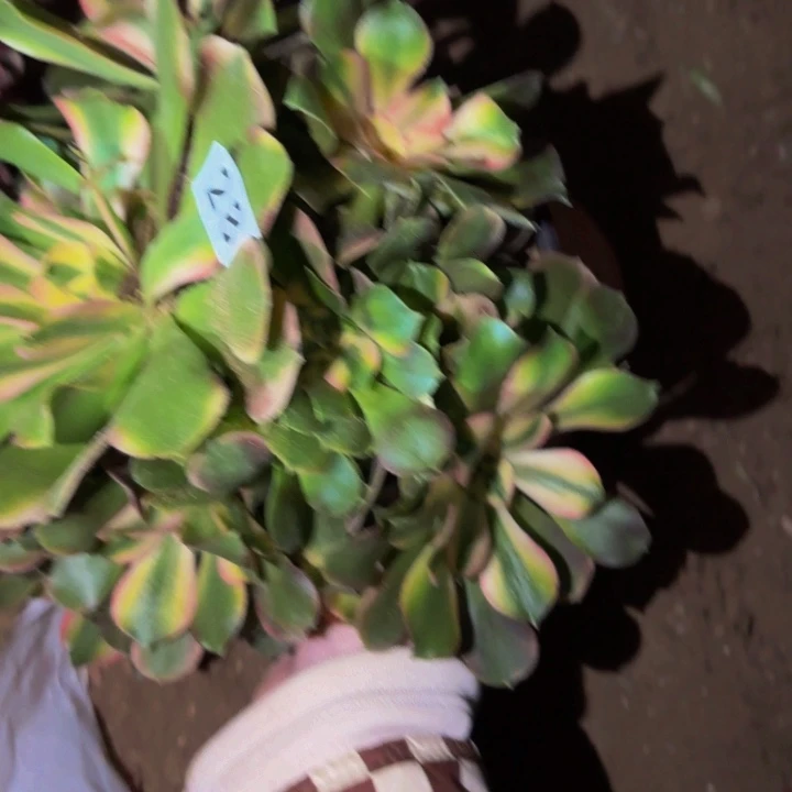 283香妃多肉植物不售后