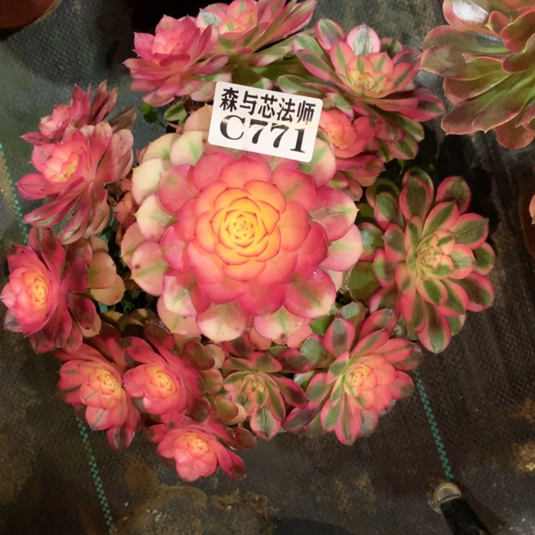 【闪购商品】771荔枝