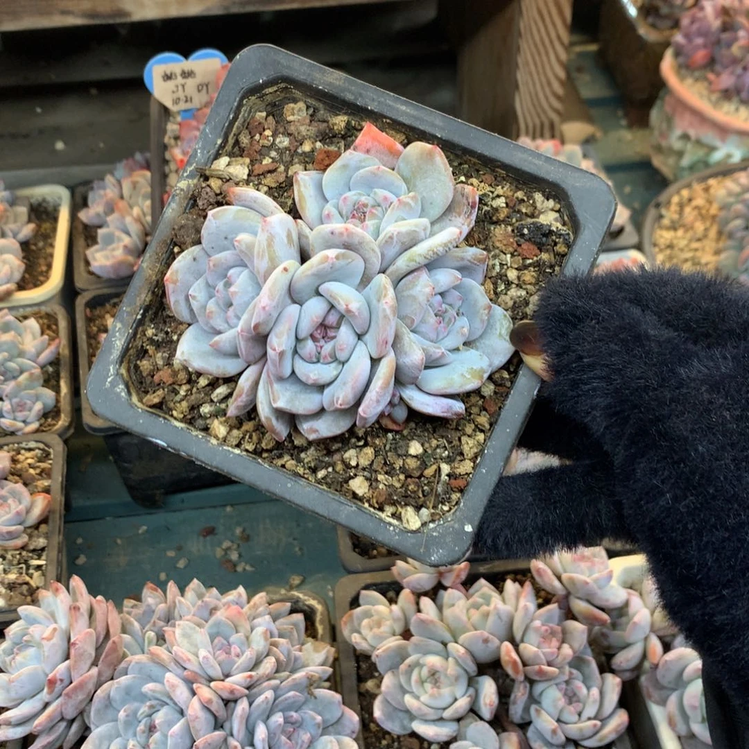 石榴籽小脸花花花花