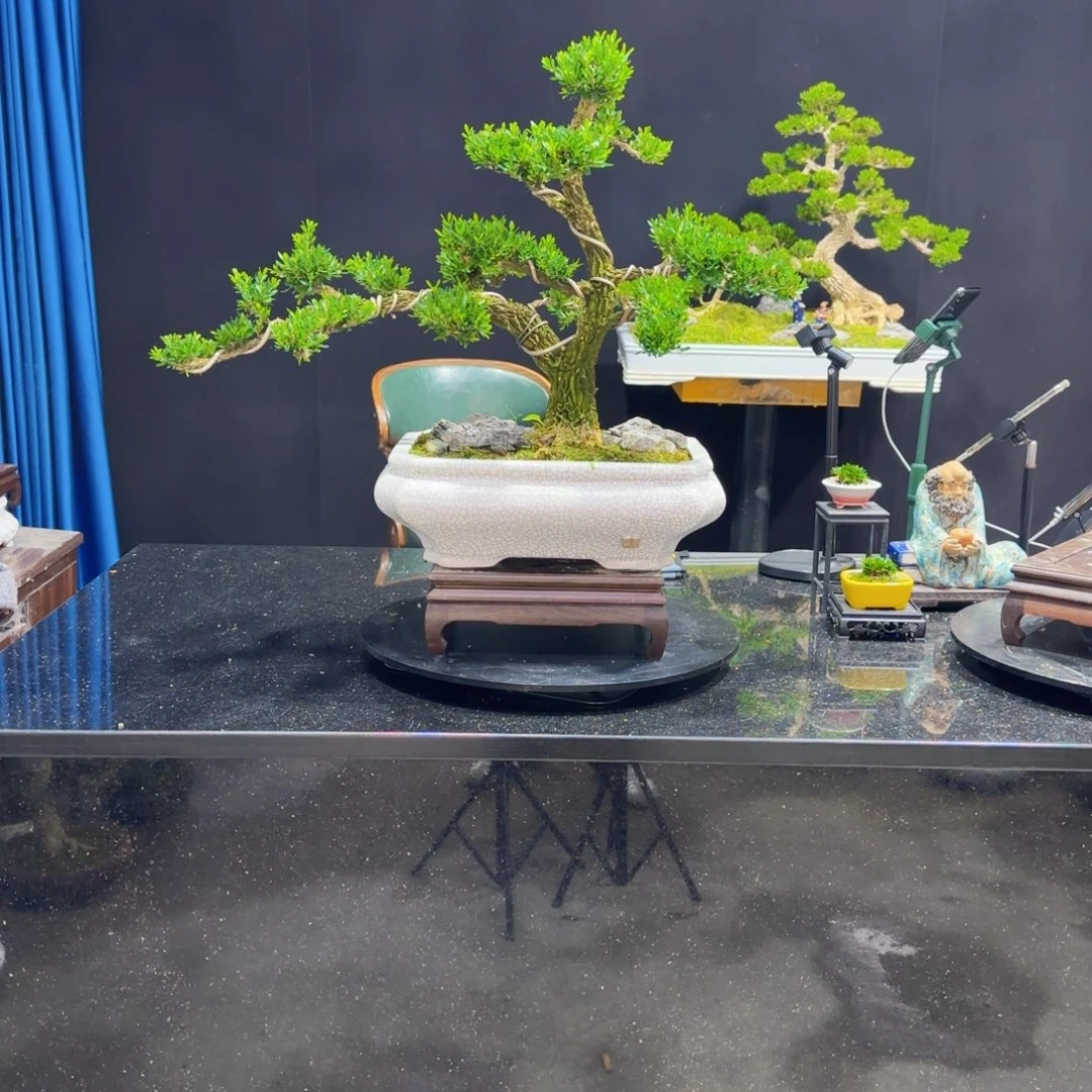 黄杨室内室外盆景艺术