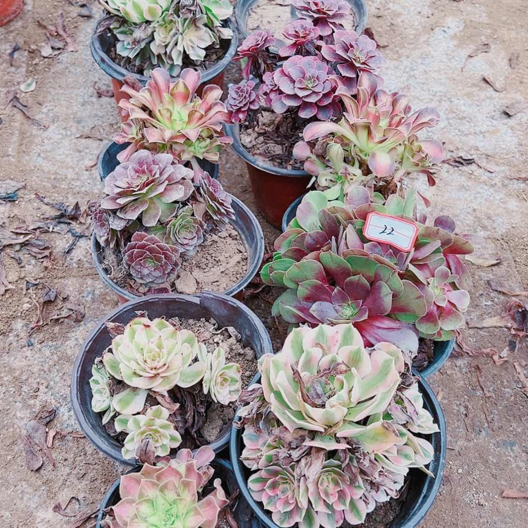 【闪购商品】无花朵本***?22号套餐12颗多肉植物无售后