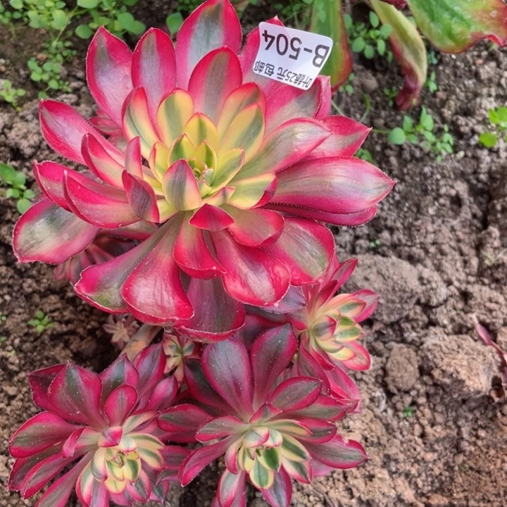 随*504烈焰有砍根少多肉12345678